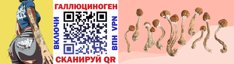 Галлюциногенные грибы Cubensis  кракен ТОР  Хабаровск  дарнет шоп 
